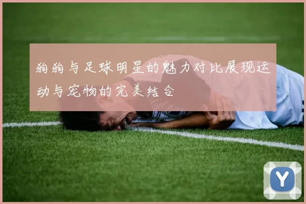 狗狗与足球明星的魅力对比展现运动与宠物的完美结合